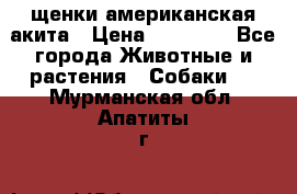 щенки американская акита › Цена ­ 30 000 - Все города Животные и растения » Собаки   . Мурманская обл.,Апатиты г.